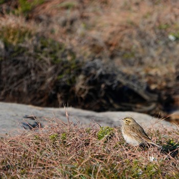 オーストラリアマミジロタヒバリ Cape Banks, La Perouse, NSW, Australia 2020年6月6日(土)