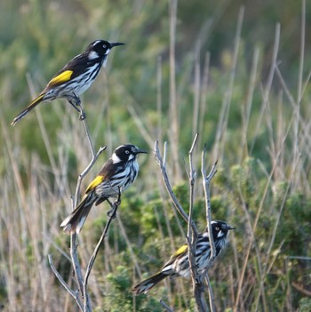 New Holland Honeyeater Cape Banks, La Perouse, NSW, Australia Sat, 6/6/2020