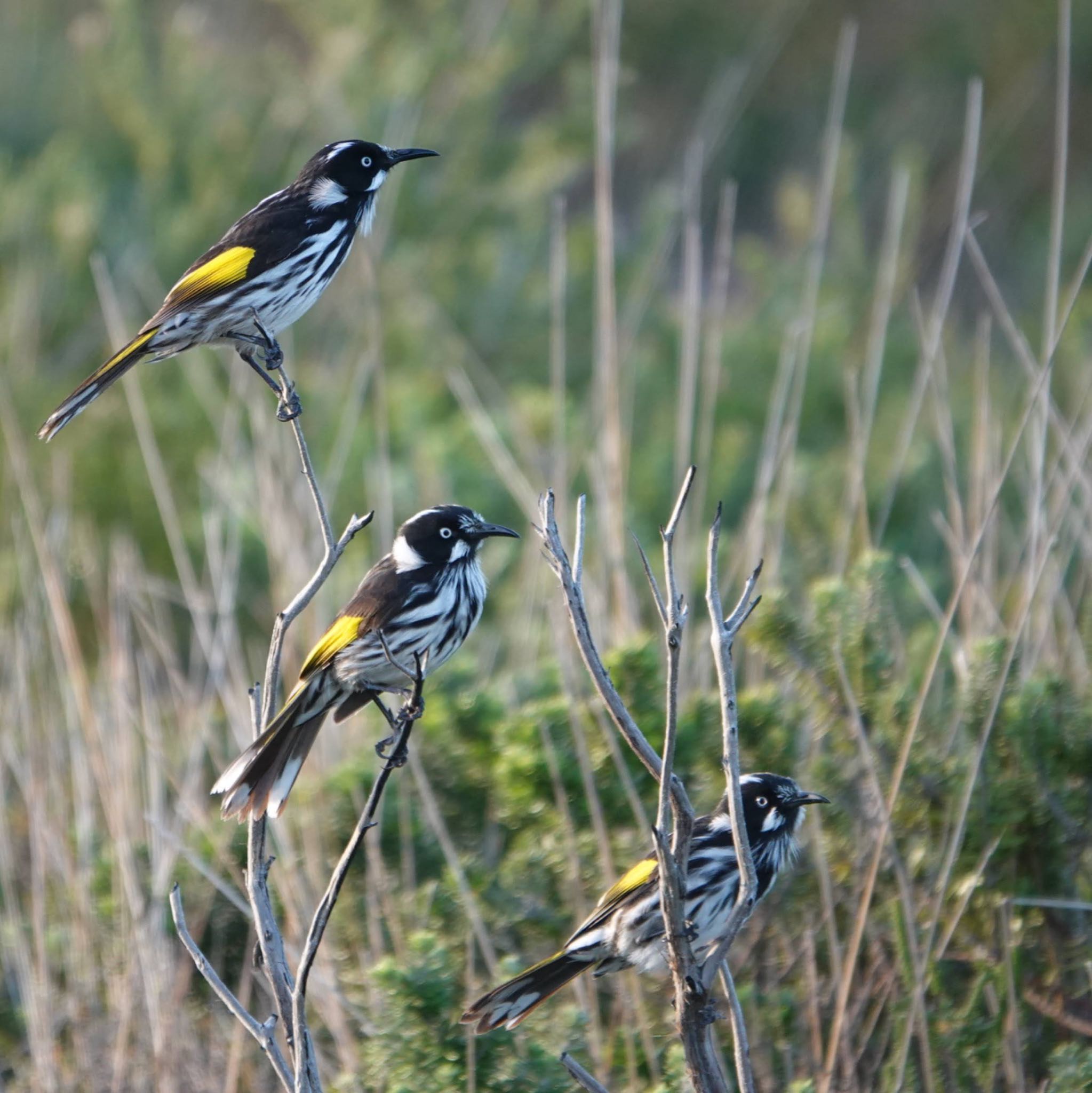 Cape Banks, La Perouse, NSW, Australia メジロキバネミツスイの写真 by Maki