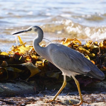 カオジロサギ Kamay Botany Bay National Park, Kurnell, NSW, Austrslia 2020年5月30日(土)