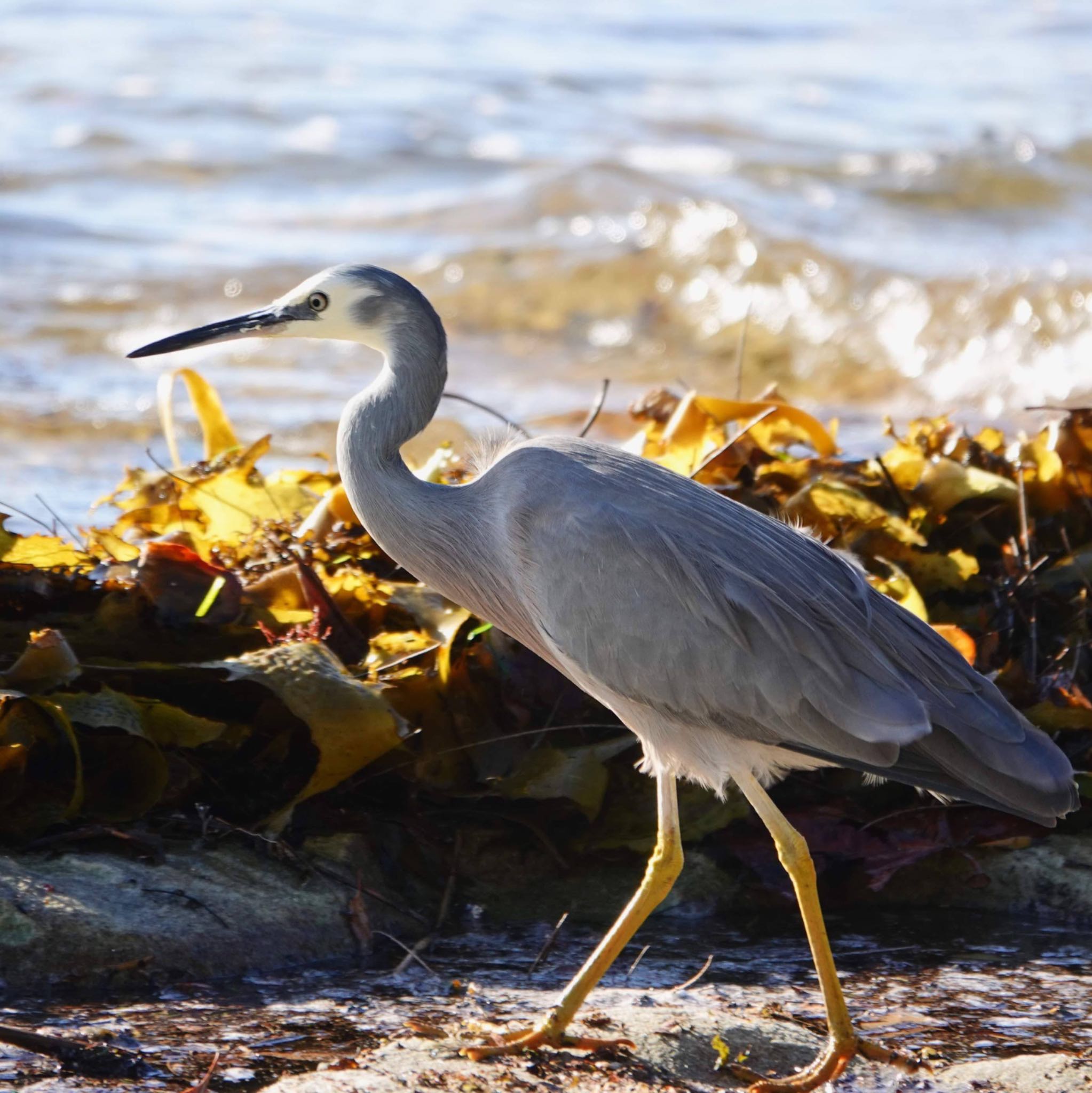 Kamay Botany Bay National Park, Kurnell, NSW, Austrslia カオジロサギの写真 by Maki