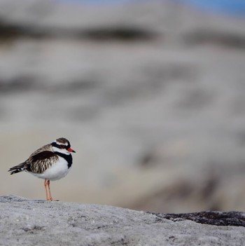 カタアカチドリ Kamay Botany Bay National Park, Kurnell, NSW, Austrslia 2020年5月30日(土)