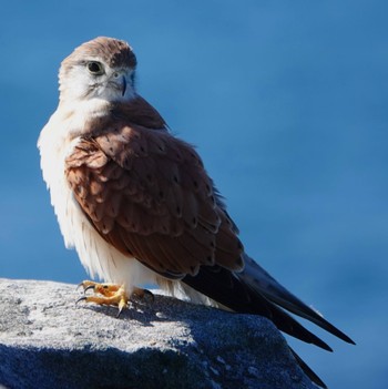 オーストラリアチョウゲンボウ Kamay Botany Bay National Park, Kurnell, NSW, Austrslia 2020年5月30日(土)