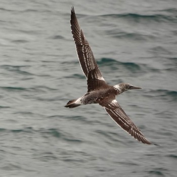 Australasian Gannet South Head, Watsons Bay, NSW, Australia Sat, 5/23/2020