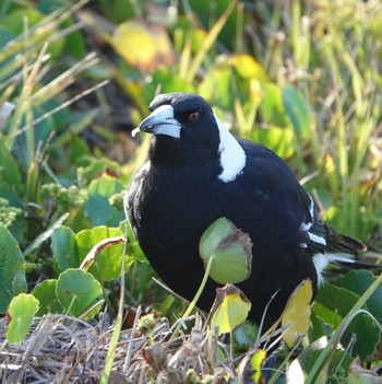 カササギフエガラス Cape Banks, La Perouse, NSW, Australia 2020年6月6日(土)