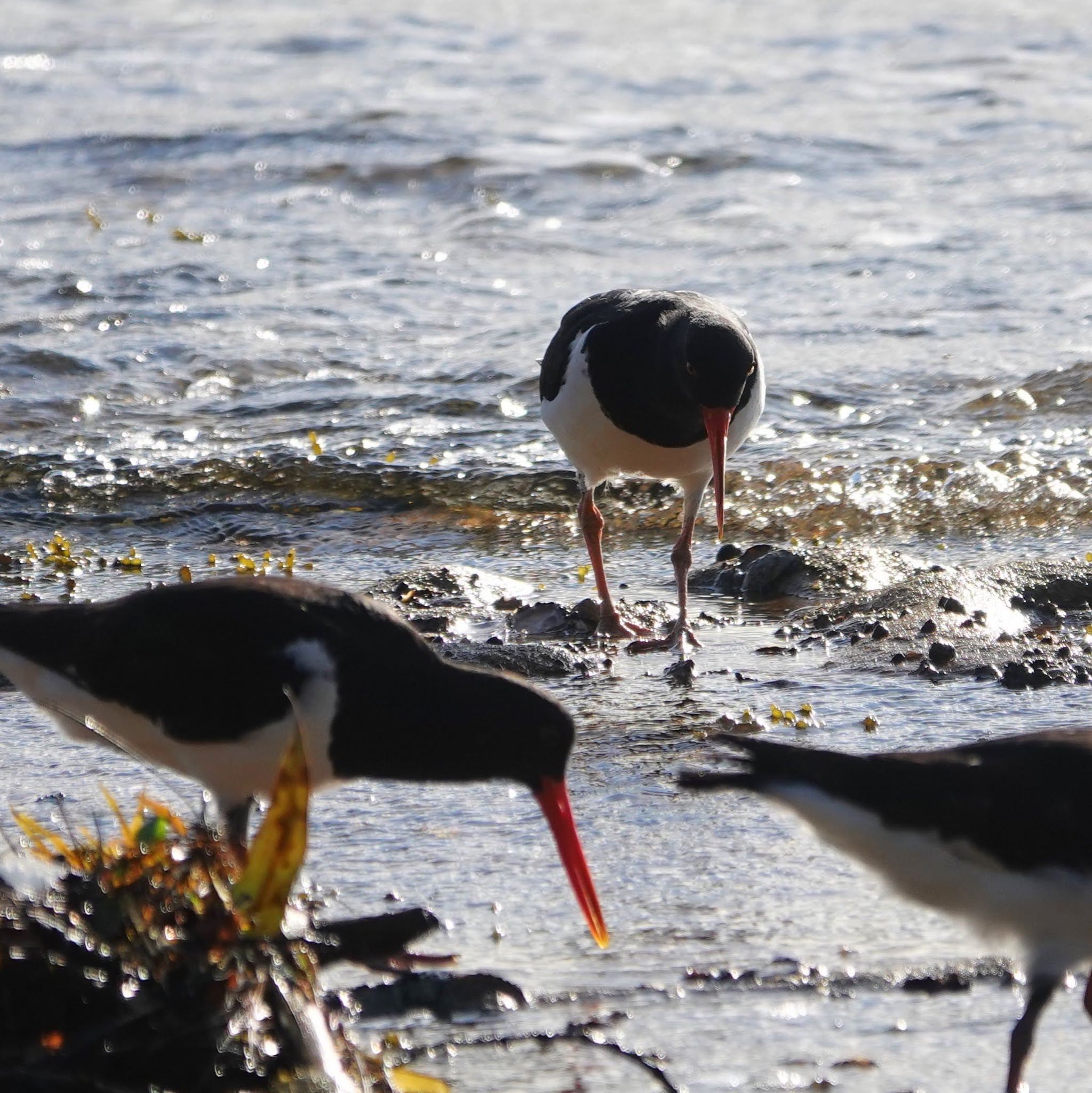 Kamay Botany Bay National Park, Kurnell, NSW, Austrslia オーストラリアミヤコドリの写真 by Maki