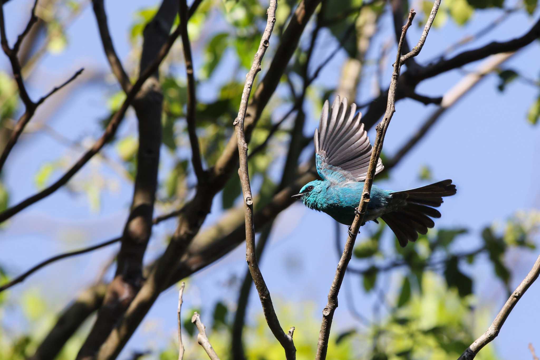 Verditer Flycatcher