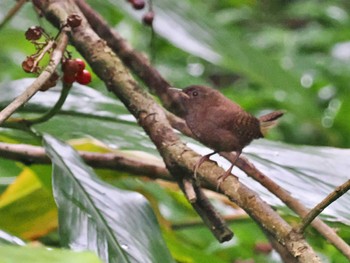 Eurasian Wren(mosukei) Miyakejima Island Tue, 5/31/2022