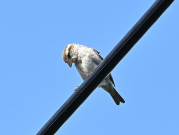 Eurasian Tree Sparrow 東京都 近所の白タイプ Tue, 9/7/2021