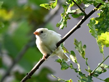 Eurasian Tree Sparrow 東京都 近所の白タイプ Tue, 9/7/2021