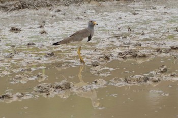 Grey-headed Lapwing 堺市内 Sun, 6/5/2022