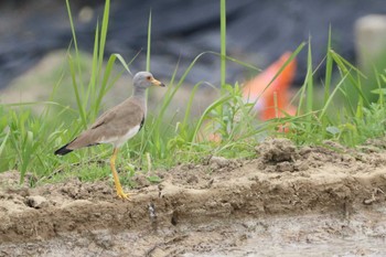 Grey-headed Lapwing 堺市内 Sun, 6/5/2022