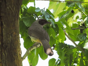 2022年6月4日(土) 多摩川トライアングルの野鳥観察記録