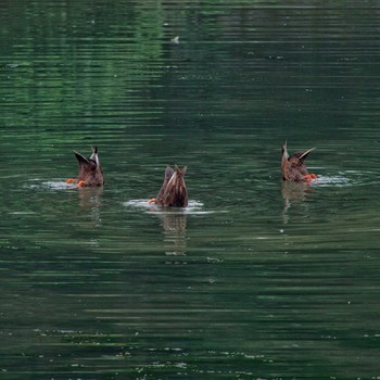 2016年5月28日(土) 東京港野鳥公園の野鳥観察記録