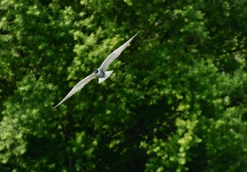 2022年6月5日(日) 境川遊水地公園の野鳥観察記録
