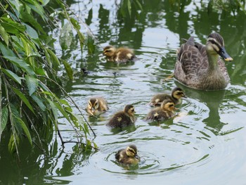 カルガモ 見沼自然公園 2022年6月5日(日)