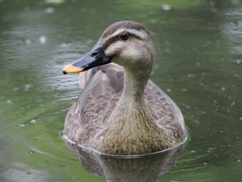 カルガモ 見沼自然公園 2022年6月5日(日)