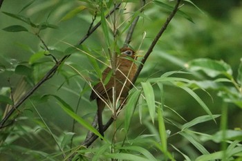 ガビチョウ 場所が不明 2022年6月5日(日)