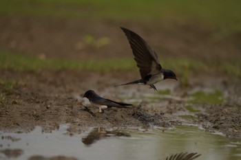 Barn Swallow 多摩川二ヶ領上河原堰 Sun, 6/5/2022