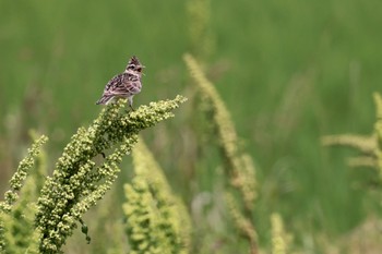 ヒバリ 大久保農耕地 2022年6月5日(日)