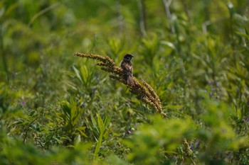 Eurasian Tree Sparrow 多摩川二ヶ領上河原堰 Sun, 6/5/2022