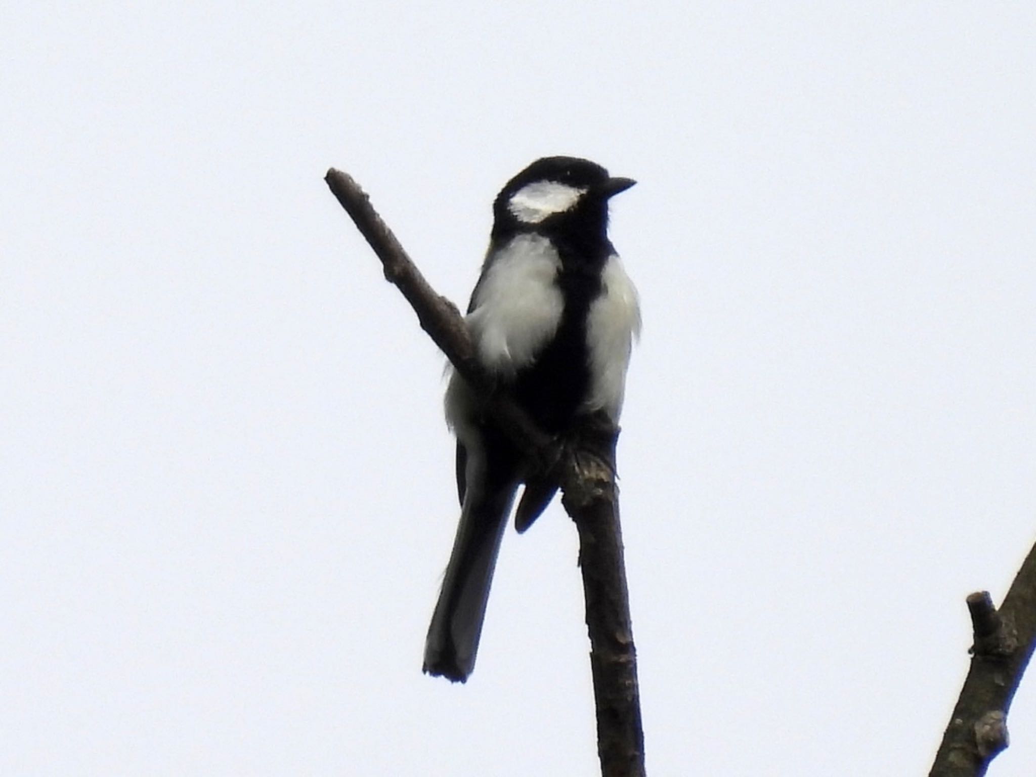 シジュウカラ