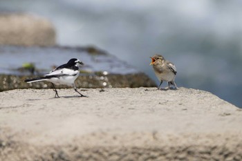 White Wagtail 多摩川二ヶ領上河原堰 Sun, 6/5/2022