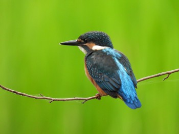 2022年6月5日(日) 石神井公園の野鳥観察記録