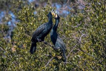 カワウ 明石公園 2017年12月21日(木)