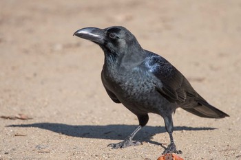 Large-billed Crow Akashi Park Thu, 12/21/2017