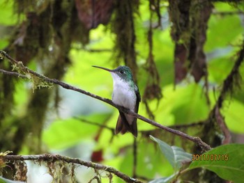 Andean Emerald