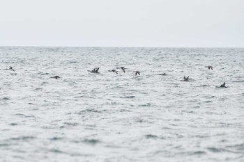Pacific Loon Unknown Spots Fri, 6/3/2022
