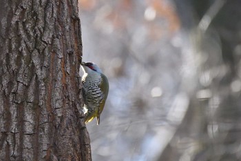 アオゲラ 小宮公園(八王子) 2017年12月29日(金)