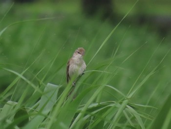 Oriental Reed Warbler Isanuma Wed, 6/1/2022