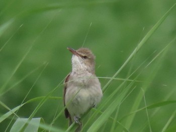 Oriental Reed Warbler Isanuma Wed, 6/1/2022