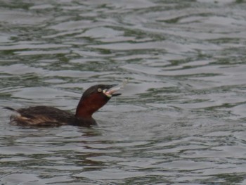 Little Grebe Isanuma Wed, 6/1/2022