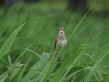 Oriental Reed Warbler Isanuma Wed, 6/1/2022