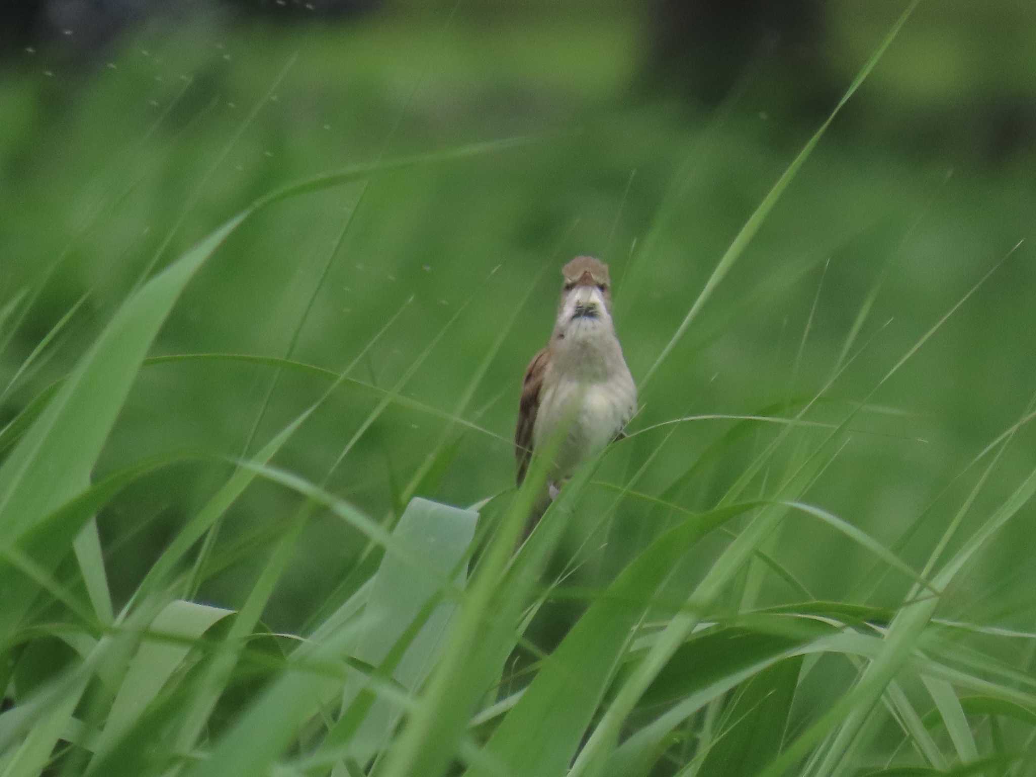 Photo of Oriental Reed Warbler at Isanuma by ぶんちょーず