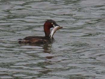 Little Grebe Isanuma Wed, 6/1/2022