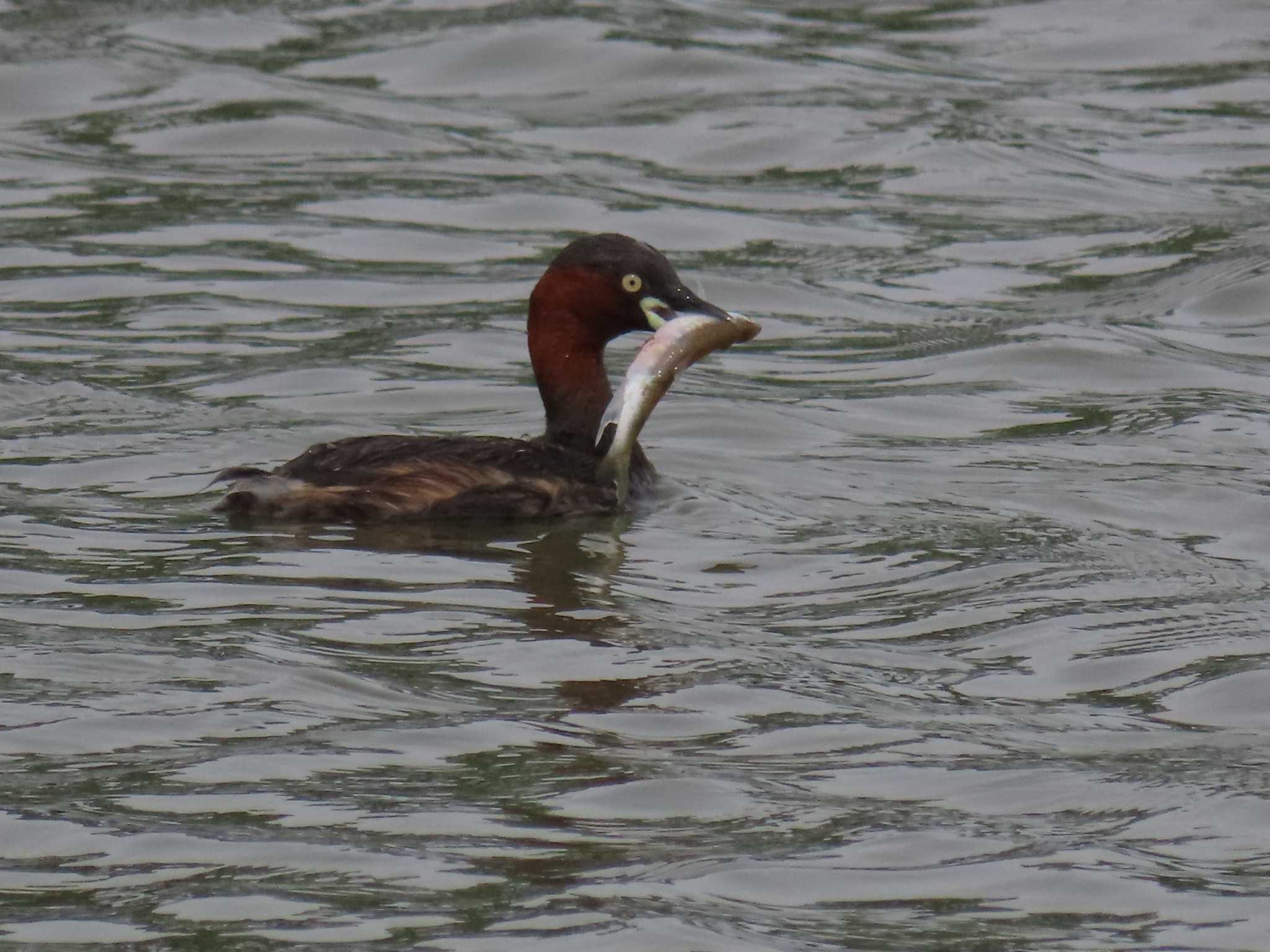 Photo of Little Grebe at Isanuma by ぶんちょーず