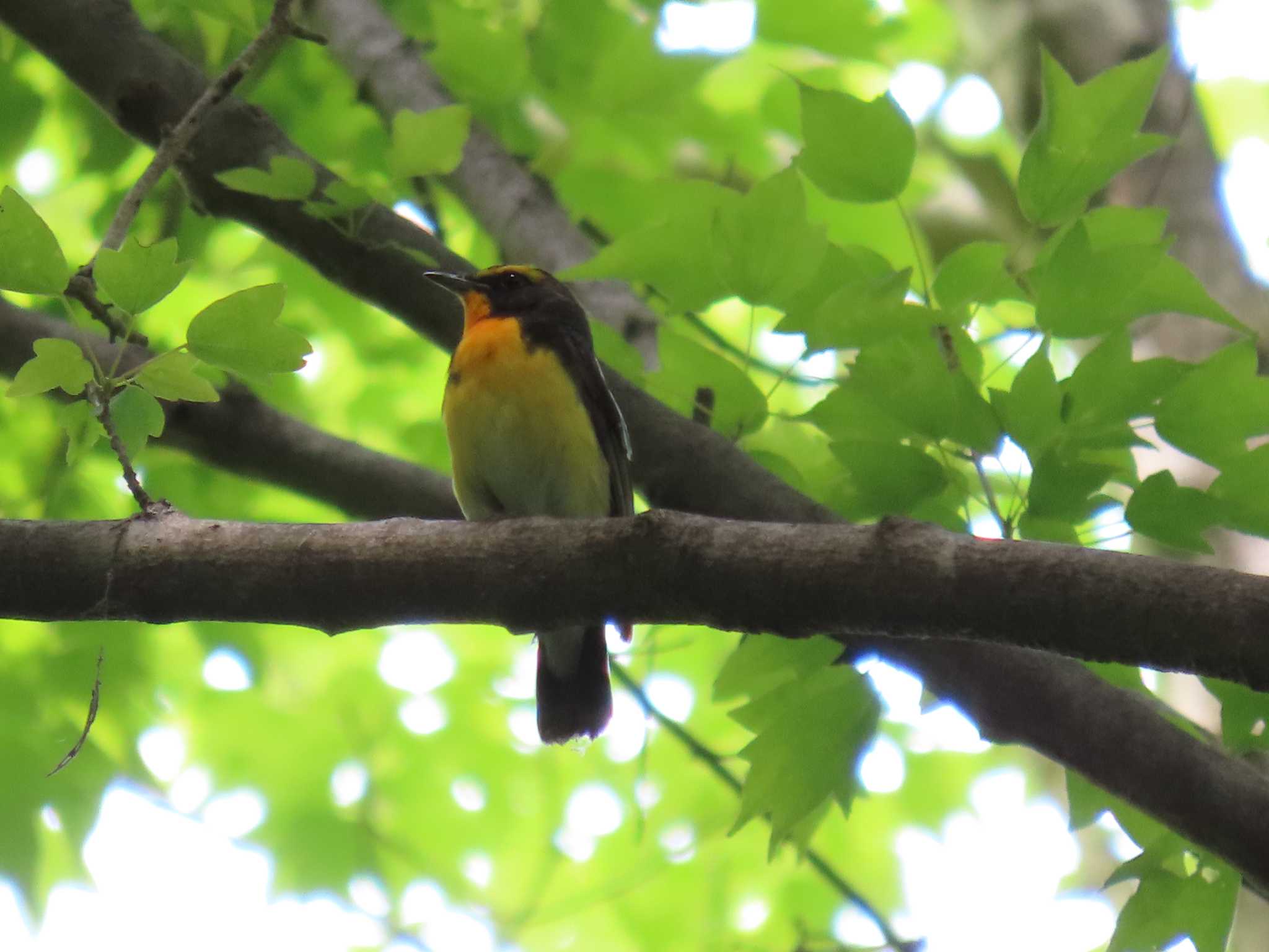 Photo of Narcissus Flycatcher at 武蔵丘陵森林公園 by ぶんちょーず