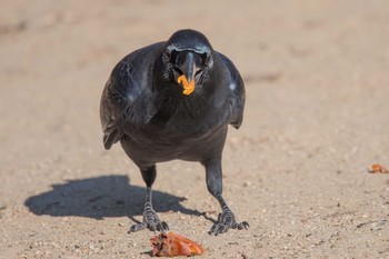 Large-billed Crow Akashi Park Thu, 12/21/2017