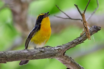 Narcissus Flycatcher 朽木いきものふれあいの里 Sun, 6/5/2022