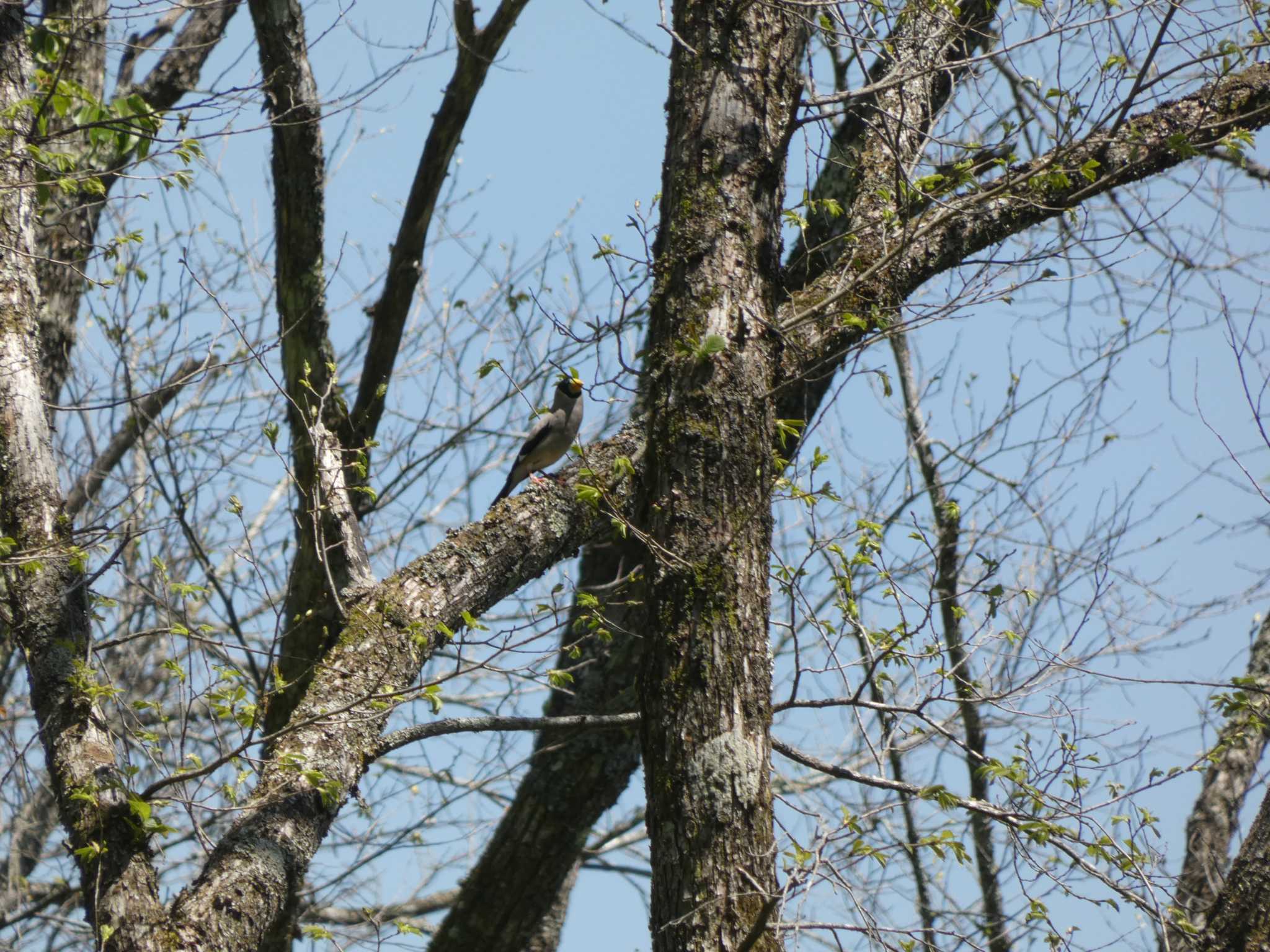 Japanese Grosbeak