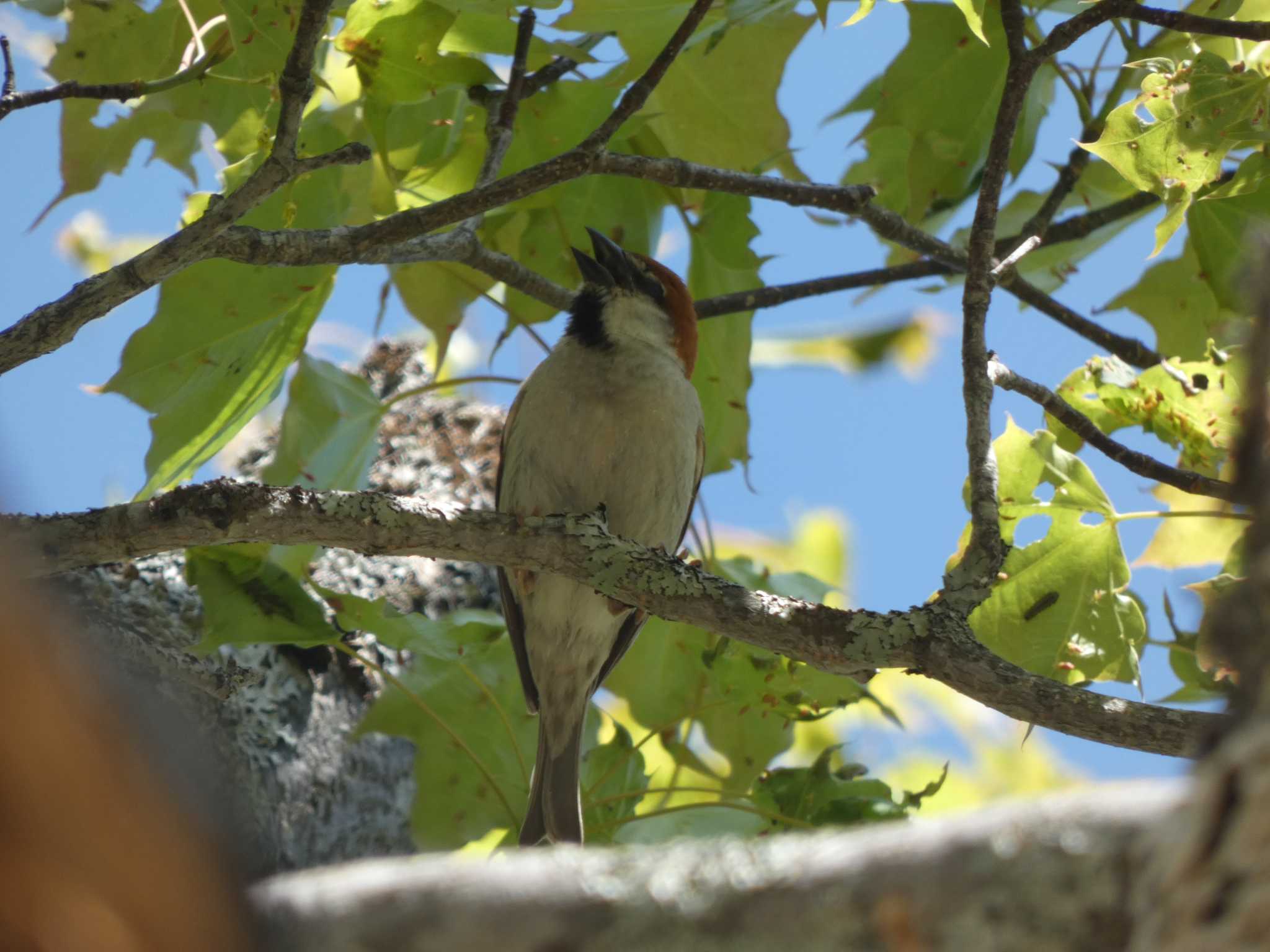 Russet Sparrow