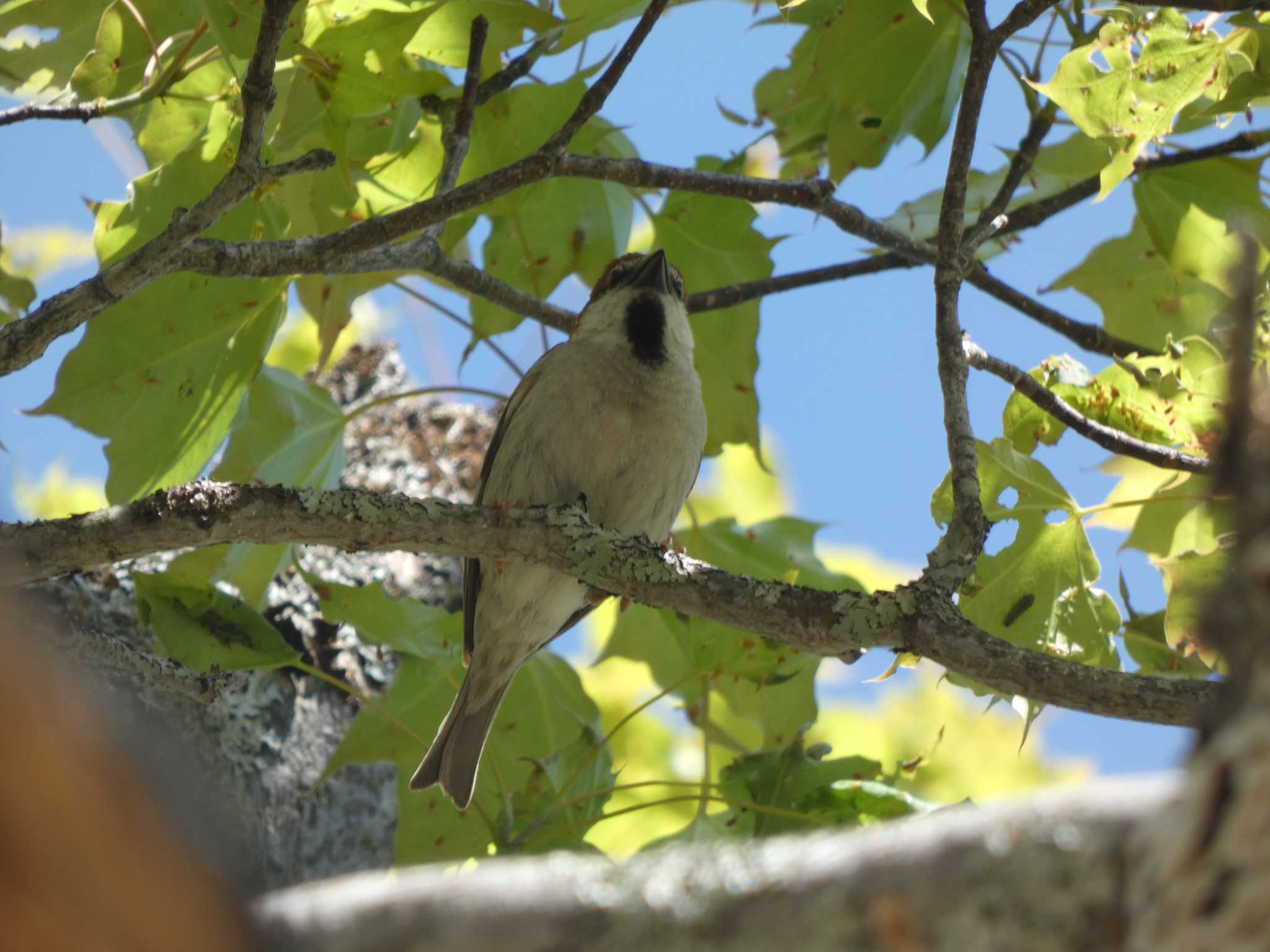 Russet Sparrow