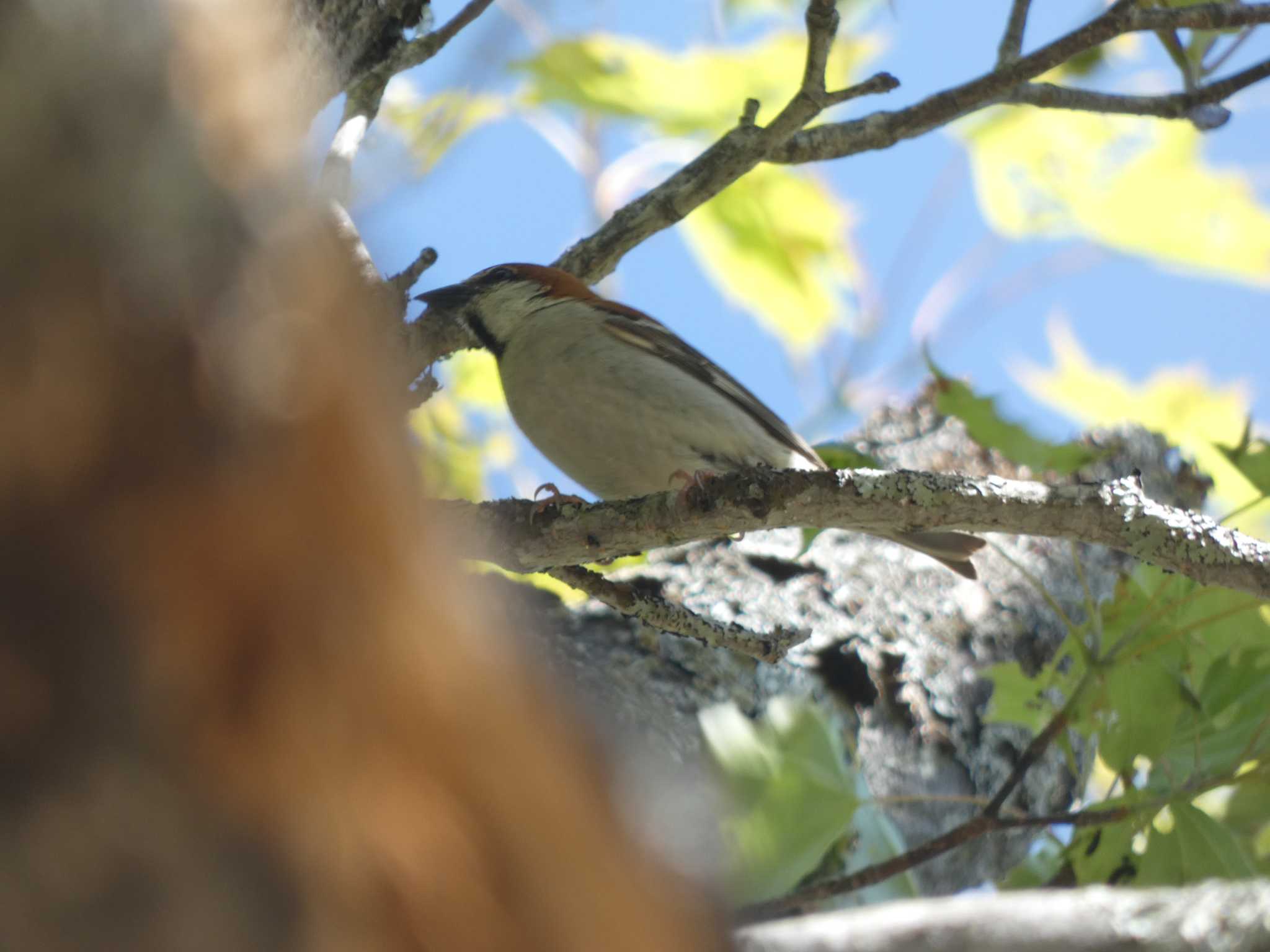 Russet Sparrow