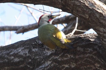 Japanese Green Woodpecker Mitsuike Park Fri, 12/29/2017