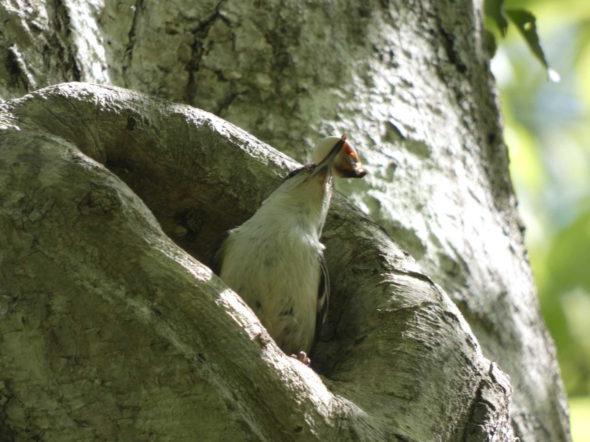 Eurasian Nuthatch