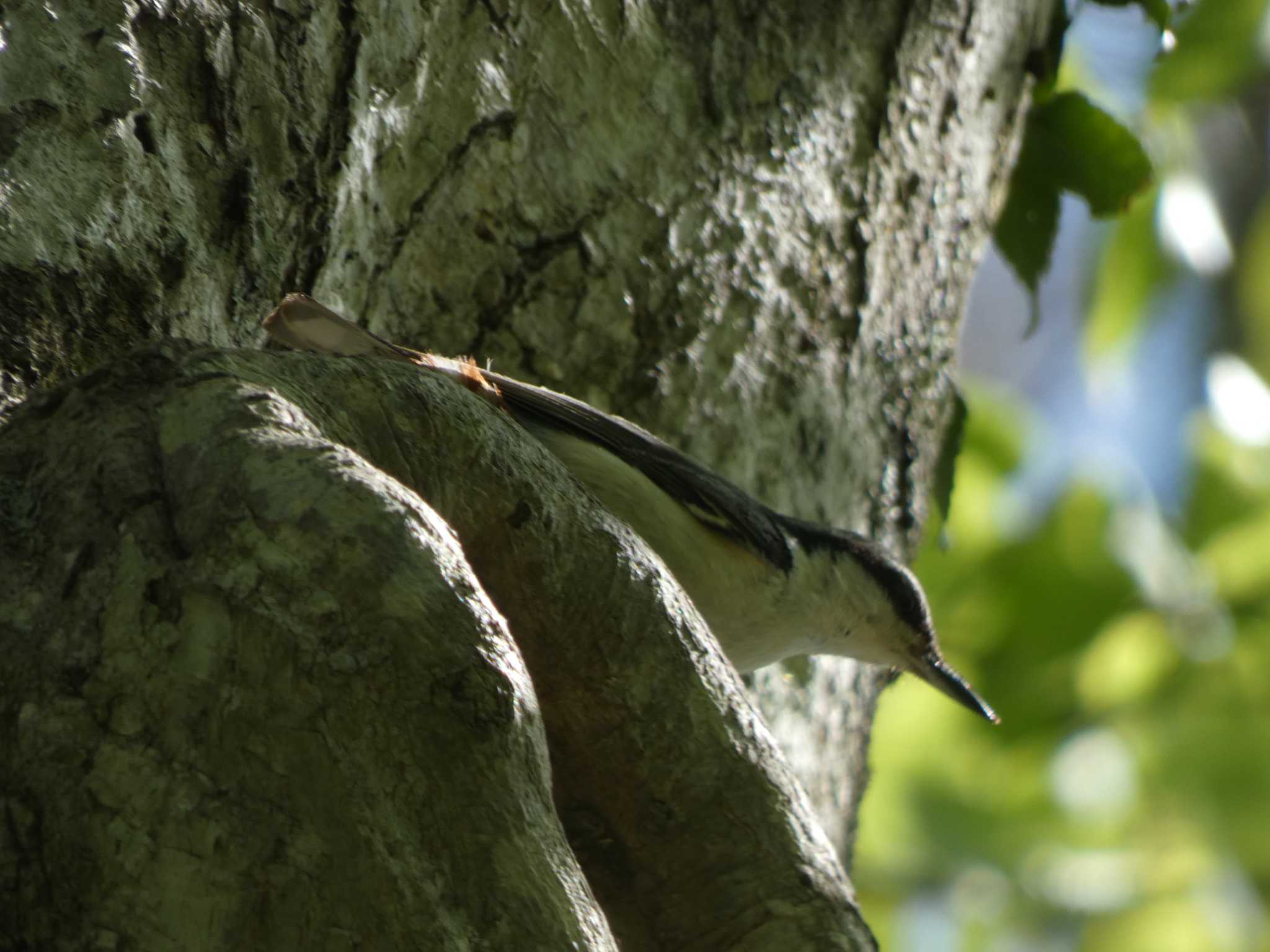 Eurasian Nuthatch